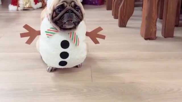 Pug of the day...Beautiful Snowman