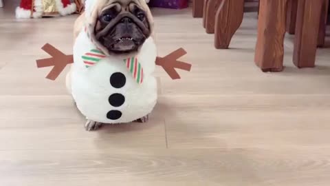 Pug of the day...Beautiful Snowman