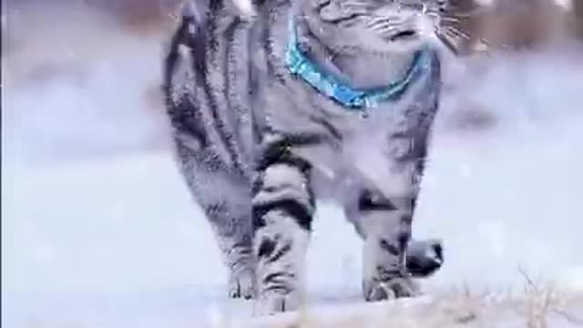 😇 Laugh non-stop with these funny cat 😹 - Funniest cat Expression Video 😇 - Funny Cat Life