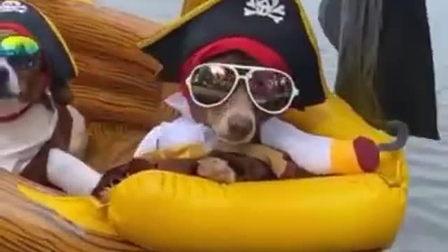 Pirate Dogs Arrr