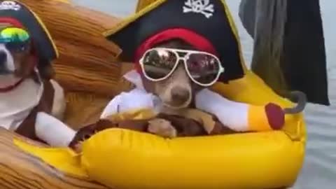 Pirate Dogs Arrr