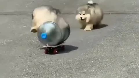 Cute puppies drive ## funny 🤣 video