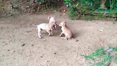 03 Months Old Cute Puppies Playing