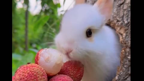Little Rabbit ❤️🐇