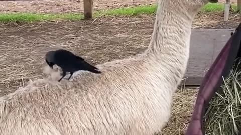 Fluffy nest 101 🐣🕊️