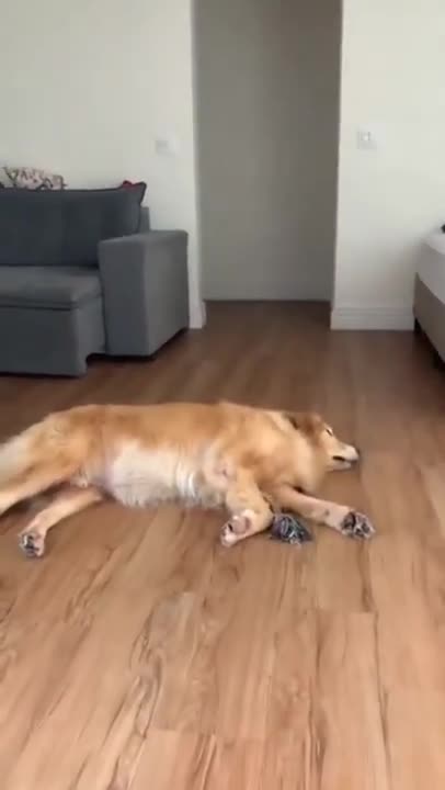 Cute Dogs Babysitting Dog And Baby Sleeping Together Compilation 2022