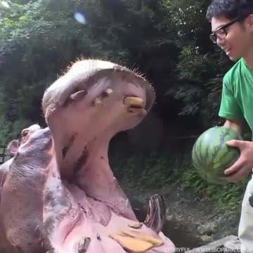 arrot's best friend is a sweet and gentle vegan