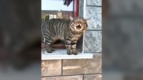 FUNNY CATS