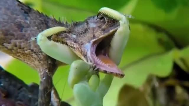 A mantis vs a lizard.