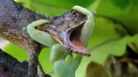 A mantis vs a lizard.