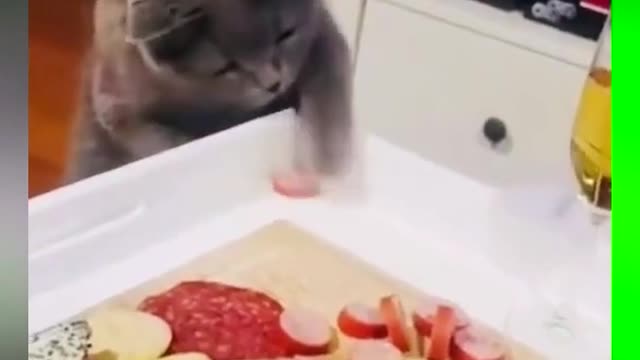 it's too bad and good for me! # cute pet # cat # fun of shoveling shit officials