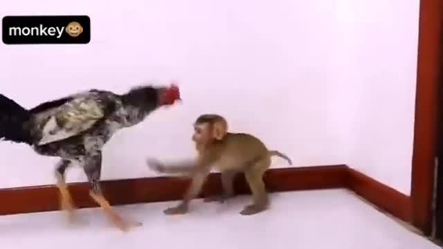 Monkey vs Rooster funny video 😂🤣 #viral