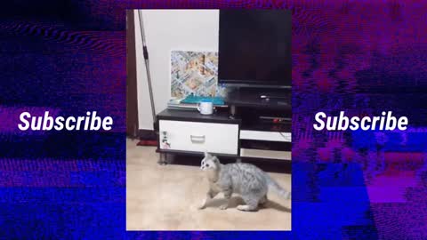 Cat Funny Video (Kucing Paling Lucu Sedunia)