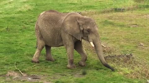 Adorable Baby Elephant is eating grass by using the technique of grasping grass with his trunk.