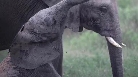 elephant captured by wildlife