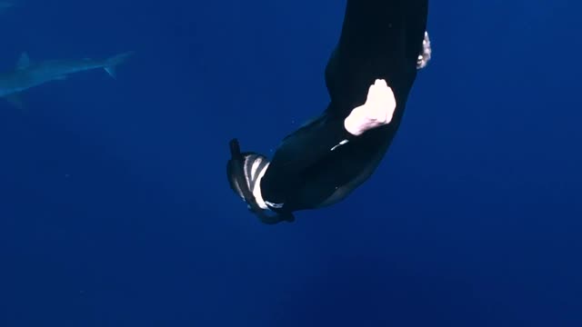 Snorkeling with a ton of sharks!