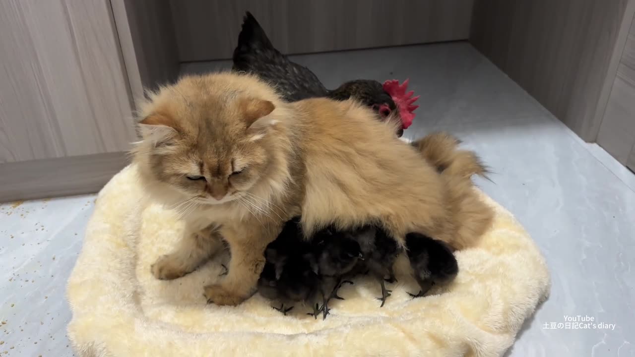 cat secretly took the chick home to raise it. The hen looked puzzled but did not object.--Funny cute