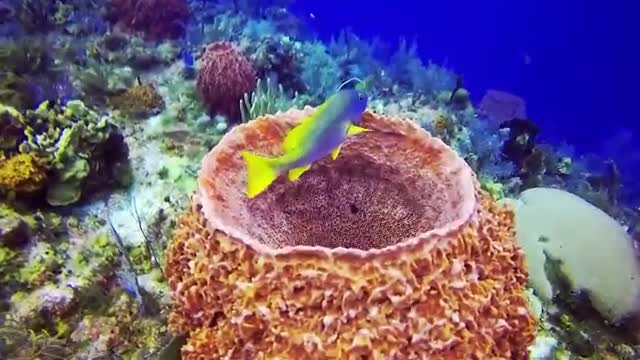 views and the most beautiful coral reefs and underwater creatures on earth