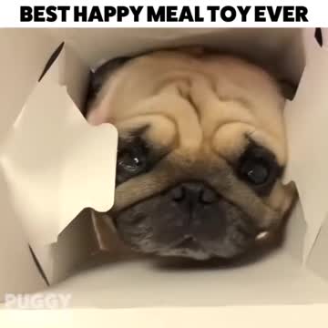 Ultimate Baby Dogs - Cute and Funny Dog Videos Compilation #Shorts