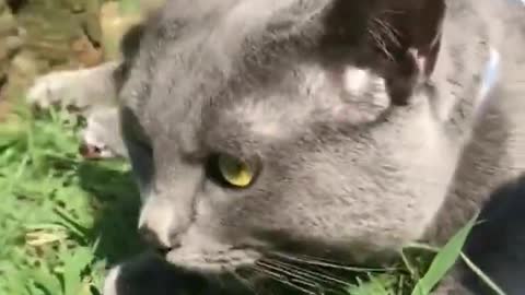 Adorable cat #shorts