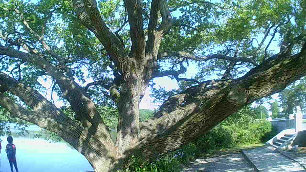 Tree With Huge Branches