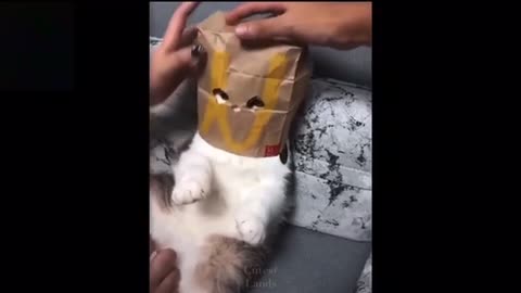 🖤 Cute And Funny Pets 🖤