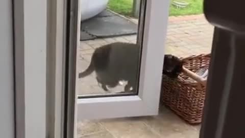 Smart cat how to open a door