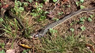 Snakes Standoff over Meal