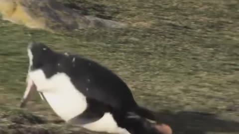 PINGUINOS EN LA VIDA REAL #1