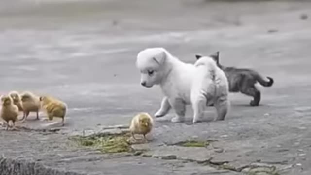 Cute Puppy playing with the chickens |chickens got scared