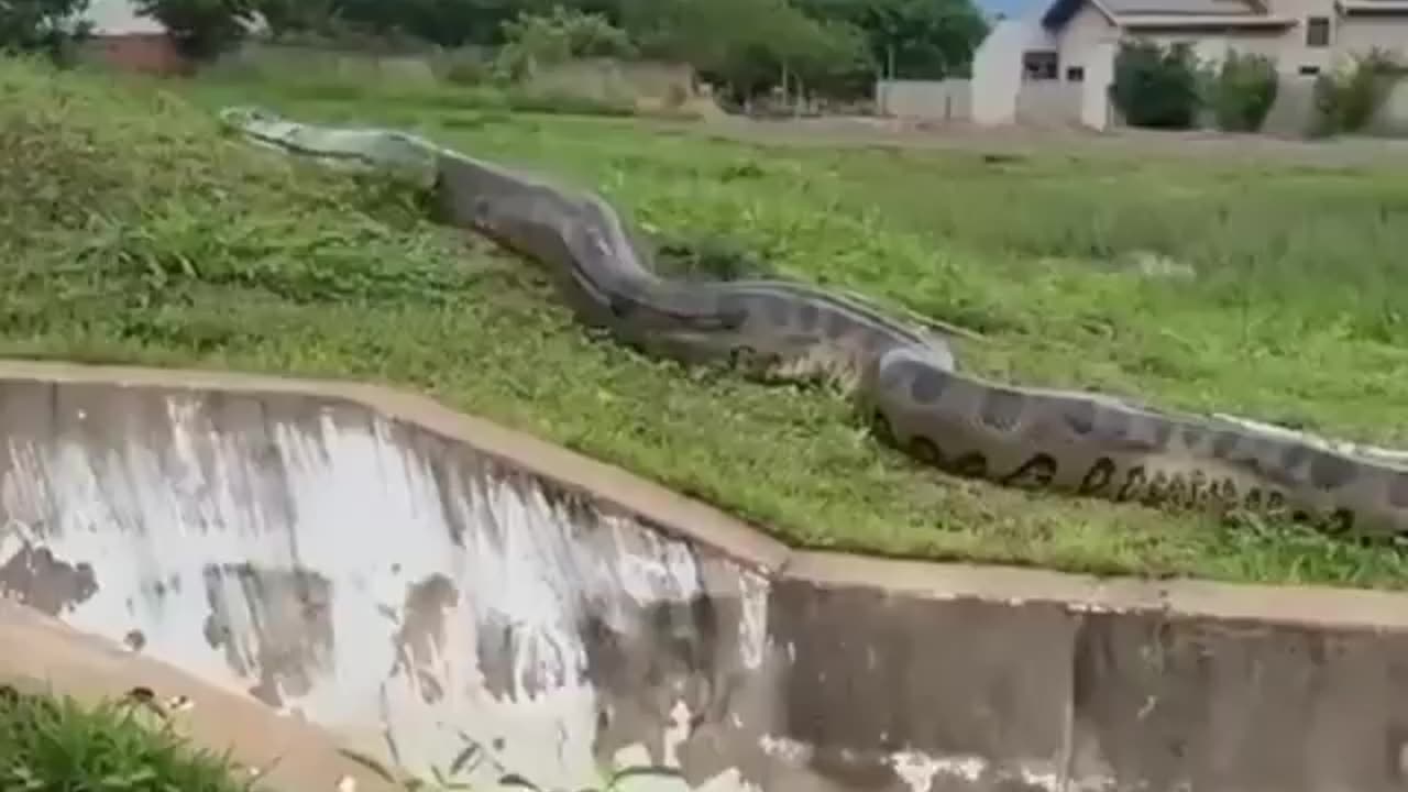 This Massive Anaconda found in Brazil