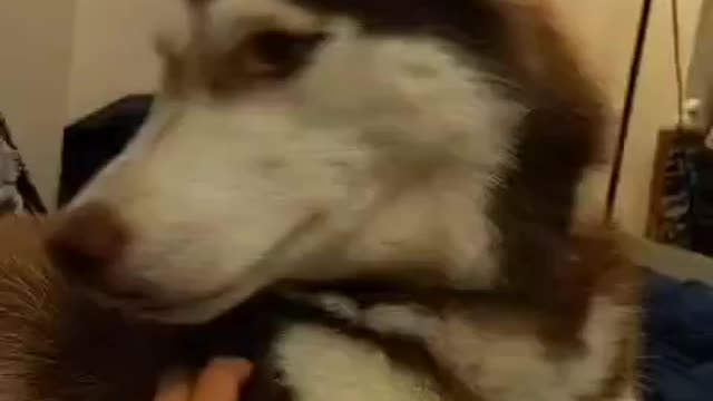 Stubborn Husky Dog Videos 😁😇 Best Funny Animal Videos 2022 😺 Funny Dog Videos 2022 😁