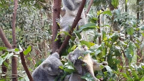 animals-hanging-on-the-tree-and-eating-a-leaves