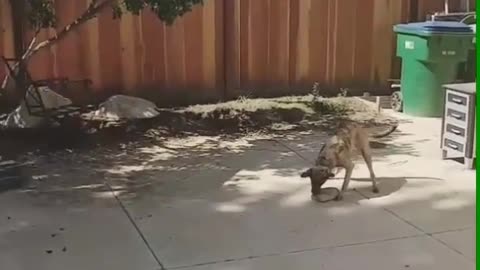 Brown grey dog trying to pick up rock with mouth