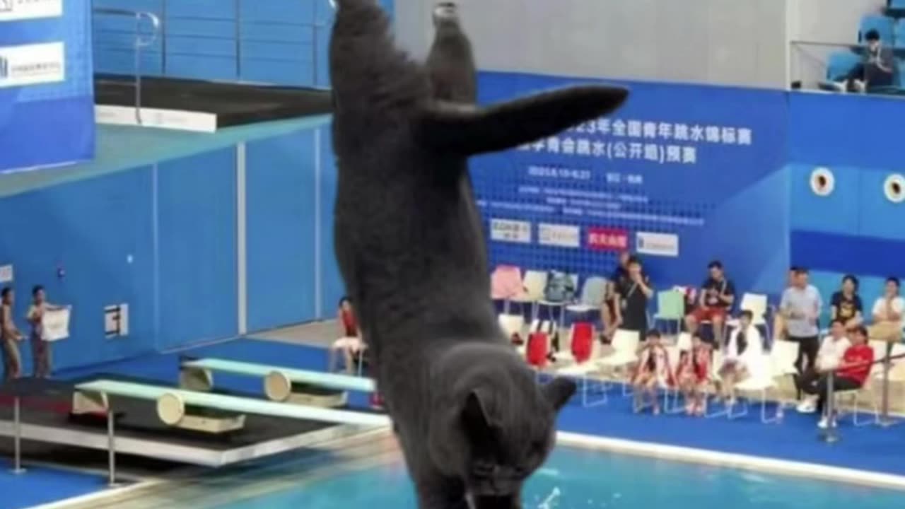 Cat Training for Olympic Games in Hilarious Viral Video!