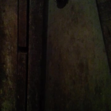 a largatixa na parede pegando barata pt1