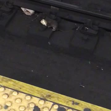 Rat eats half a bagel dropped on subway train tracks