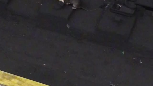 Rat eats half a bagel dropped on subway train tracks