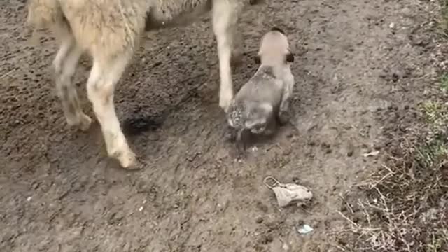 Cute puppy and sheepes