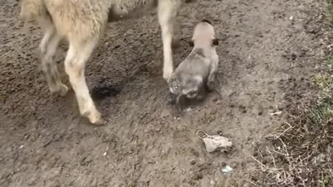 Cute puppy and sheepes