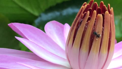 Morning blooming lotus