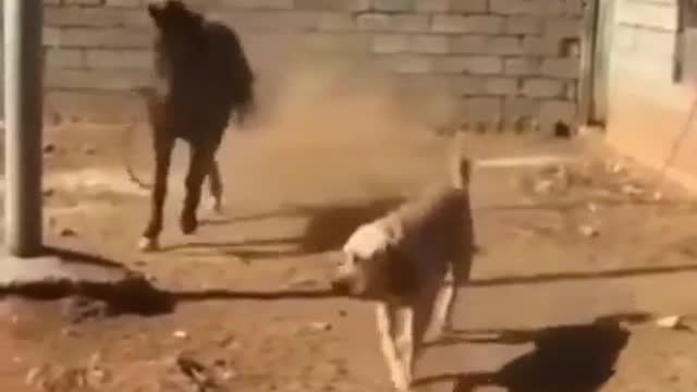 dog and horse