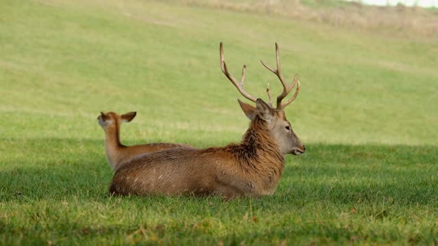 The relaxing deer in the park