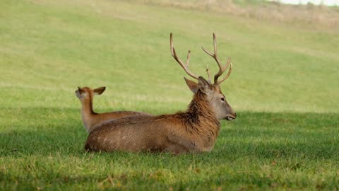 The relaxing deer in the park