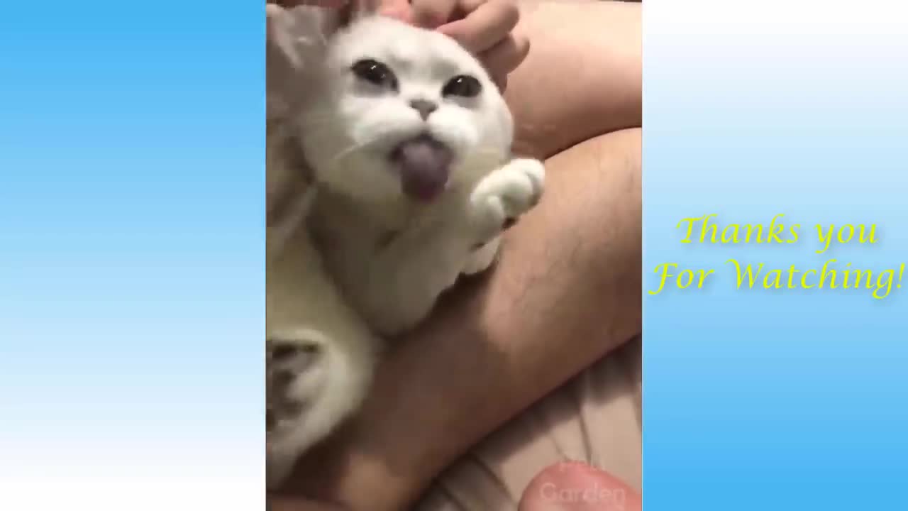 Cute cat funny video 🤣😂