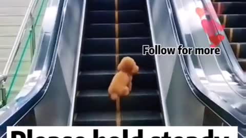 Cute animals videos
