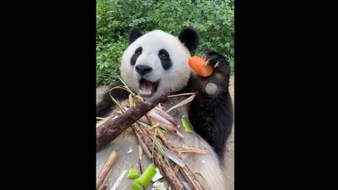 Panda who loves carrots