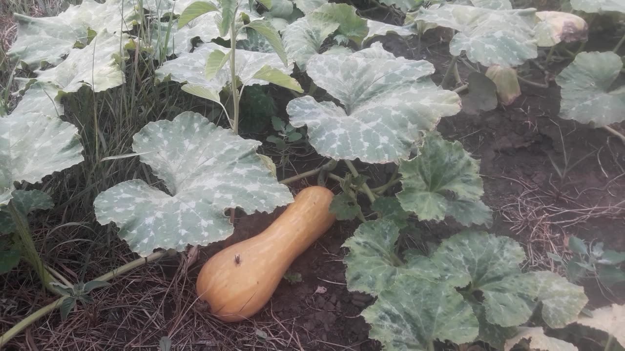 Pumpkin growing