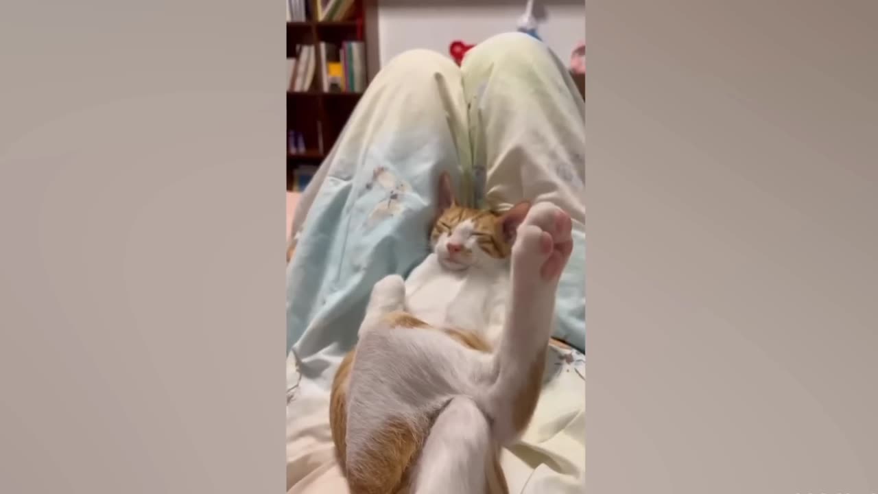 Funny cat moments