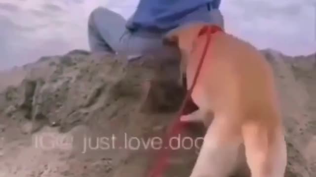 Dogs funny video